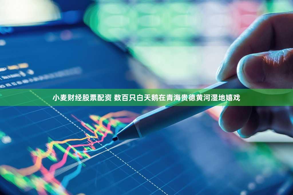 小麦财经股票配资 数百只白天鹅在青海贵德黄河湿地嬉戏
